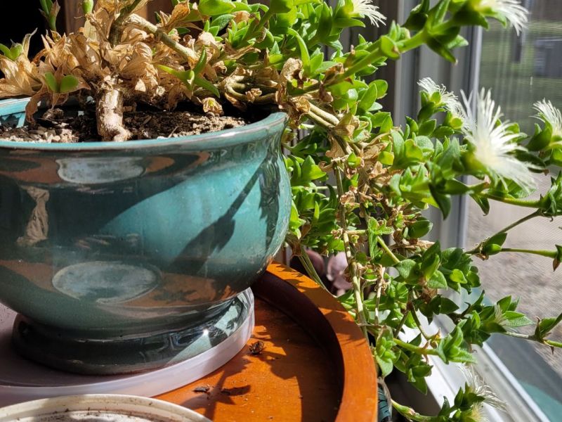 How To Grow Kanna (Sceletium&nbsp;Tortuosum)