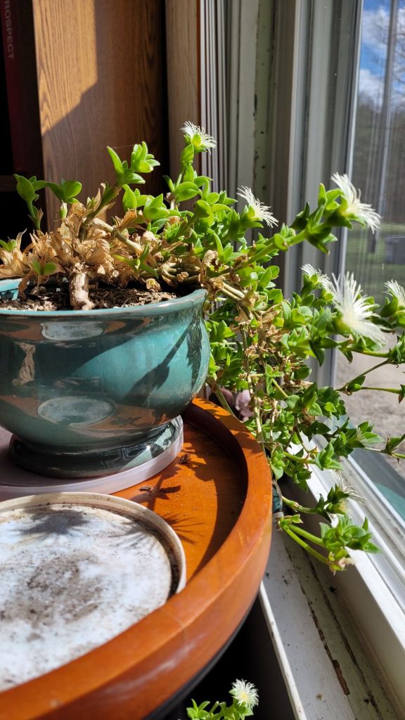 Kanna growing flowers