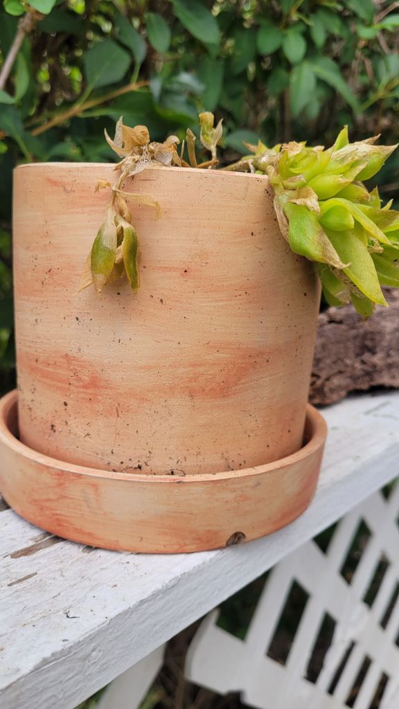 Overwatered kanna plant