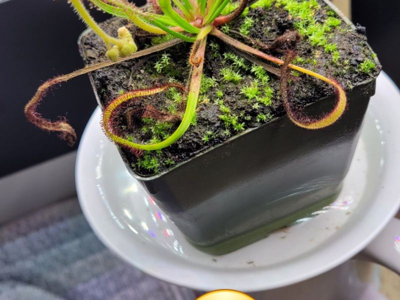 How to deal with Fungus Gnats and other Garden pests ( 4 Easy&nbsp;Steps!)