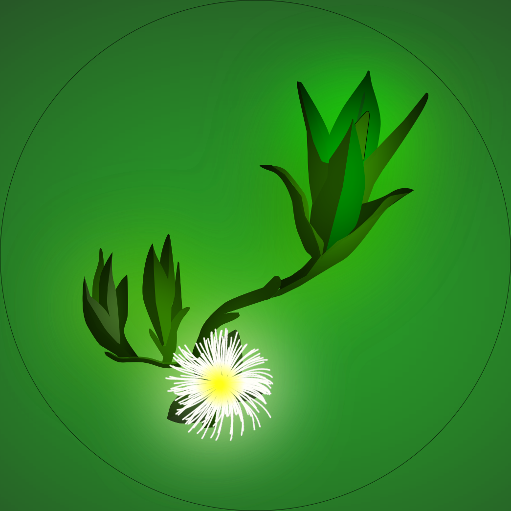 Transplant Garden — Rare and Curious Plants