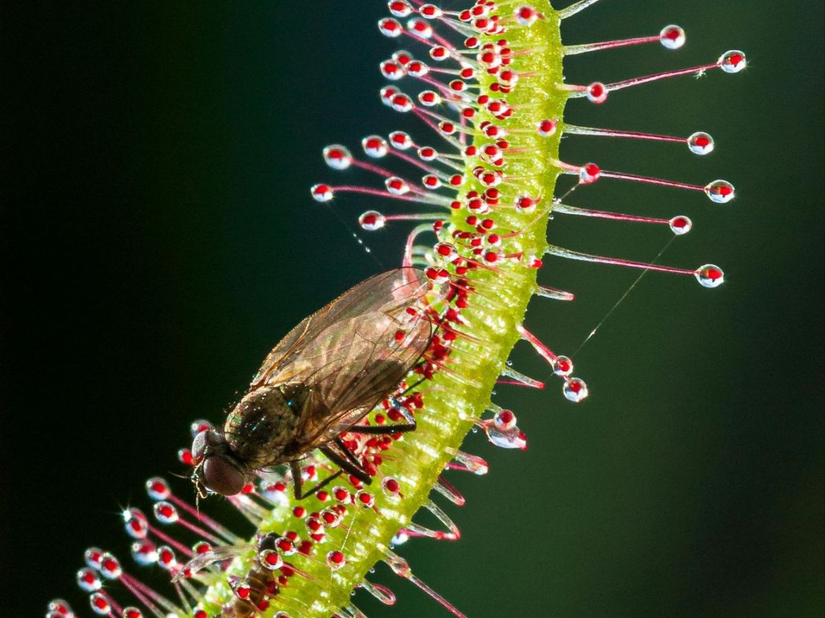 Cape Sundew Care Guide (The EASIEST Carnivorous&nbsp;Plant!)