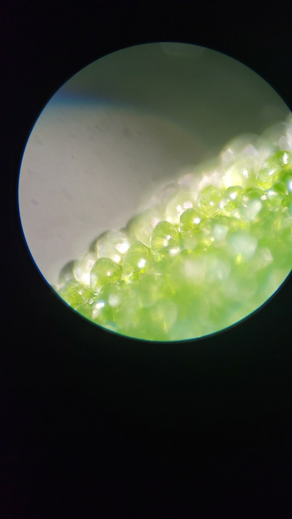 A very close look at a Kanna leaf under a microscope