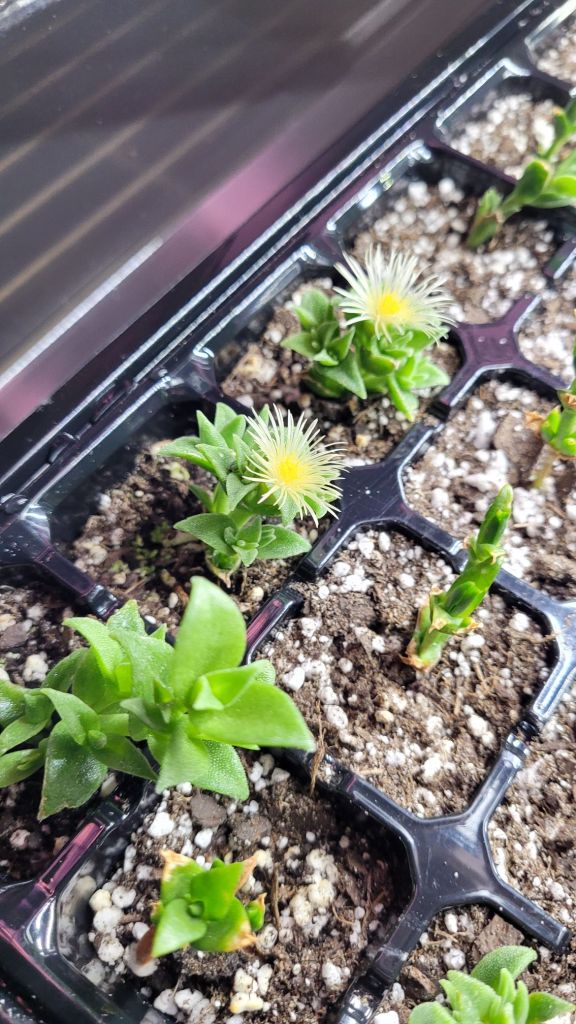 A flowering Kanna plant.