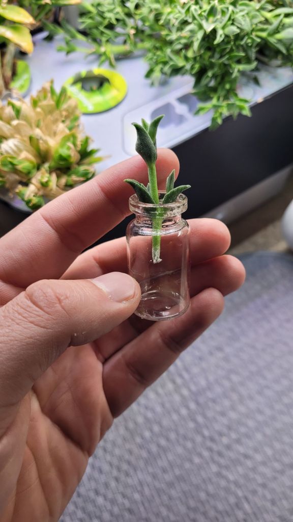 Kanna Cutting in a vial