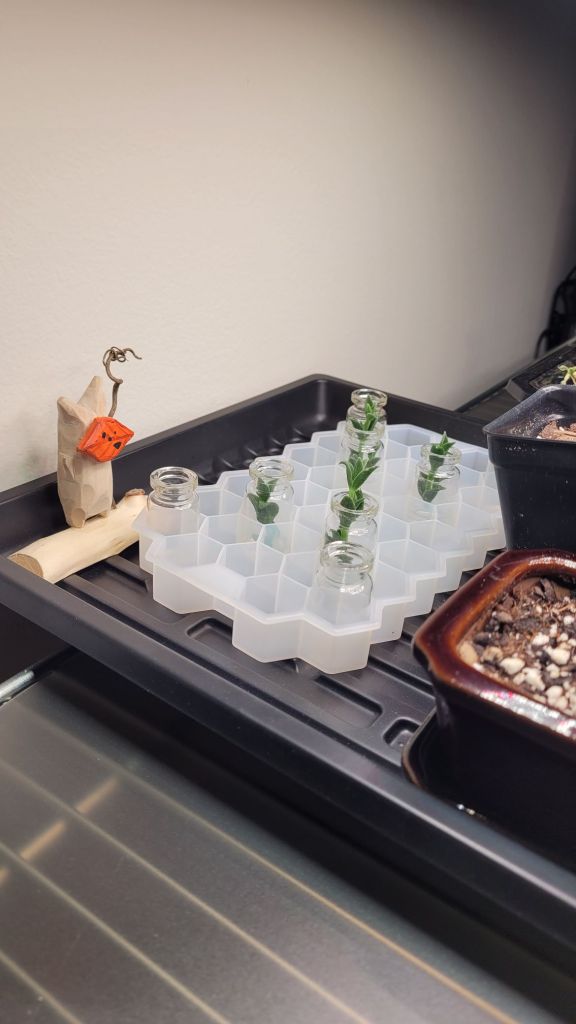 Kanna cuttings in a grow spot