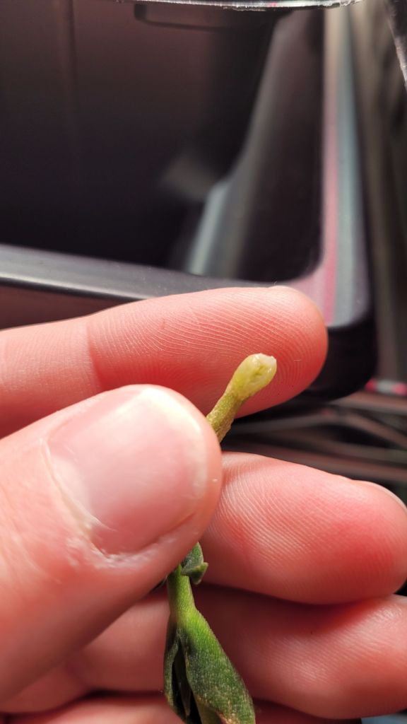 stem of a kanna plant