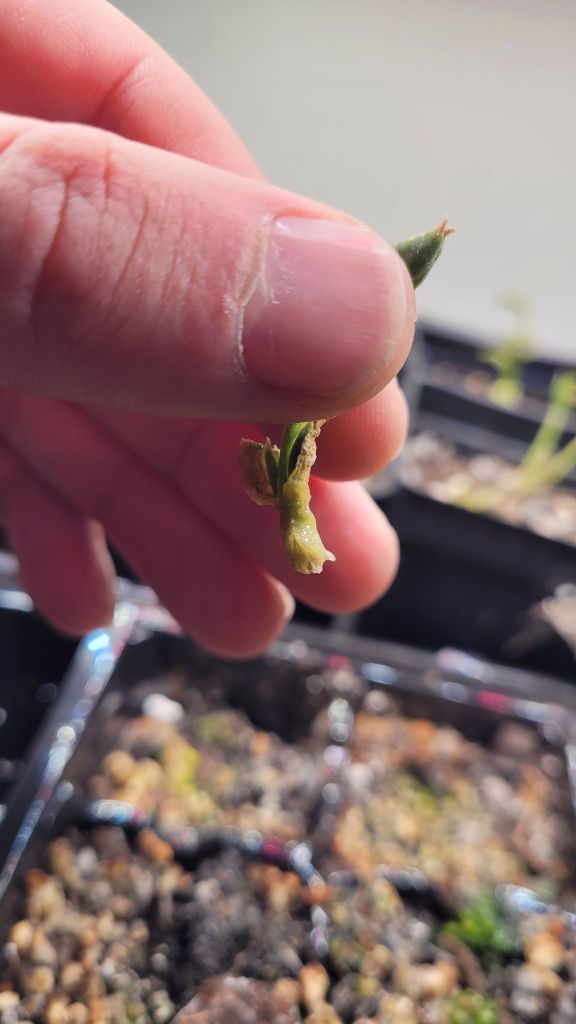 roots of a kanna cutting