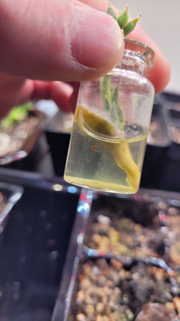 damaged kanna cutting