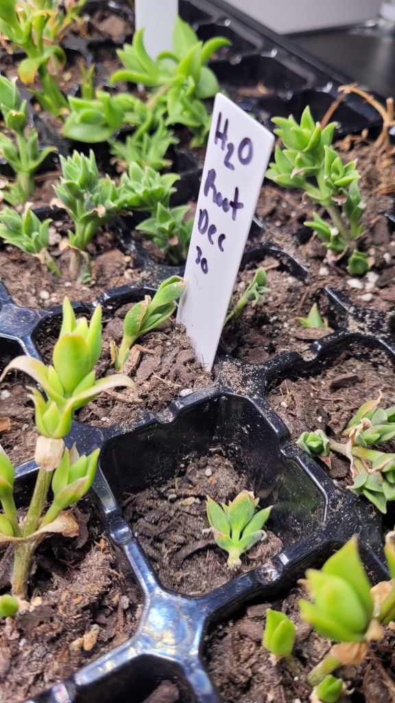 kanna plants in a grow bed