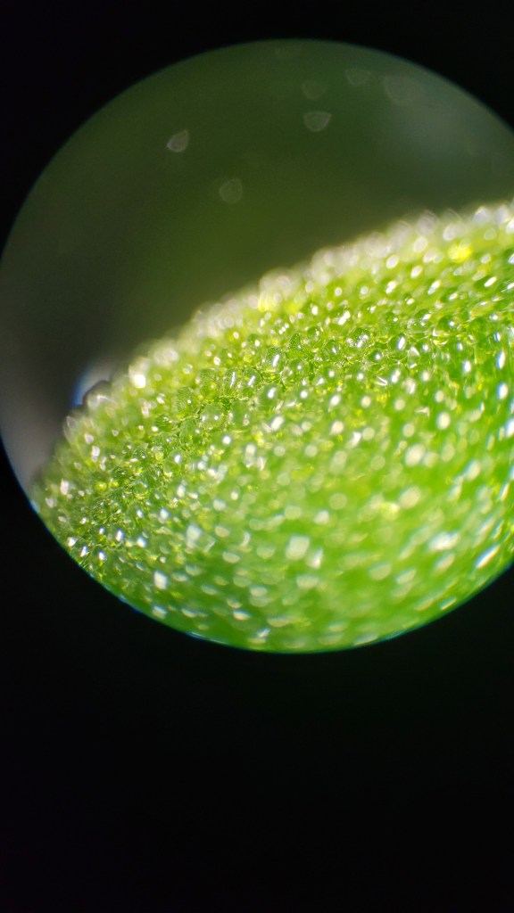 A Kanna leaf under a microscope