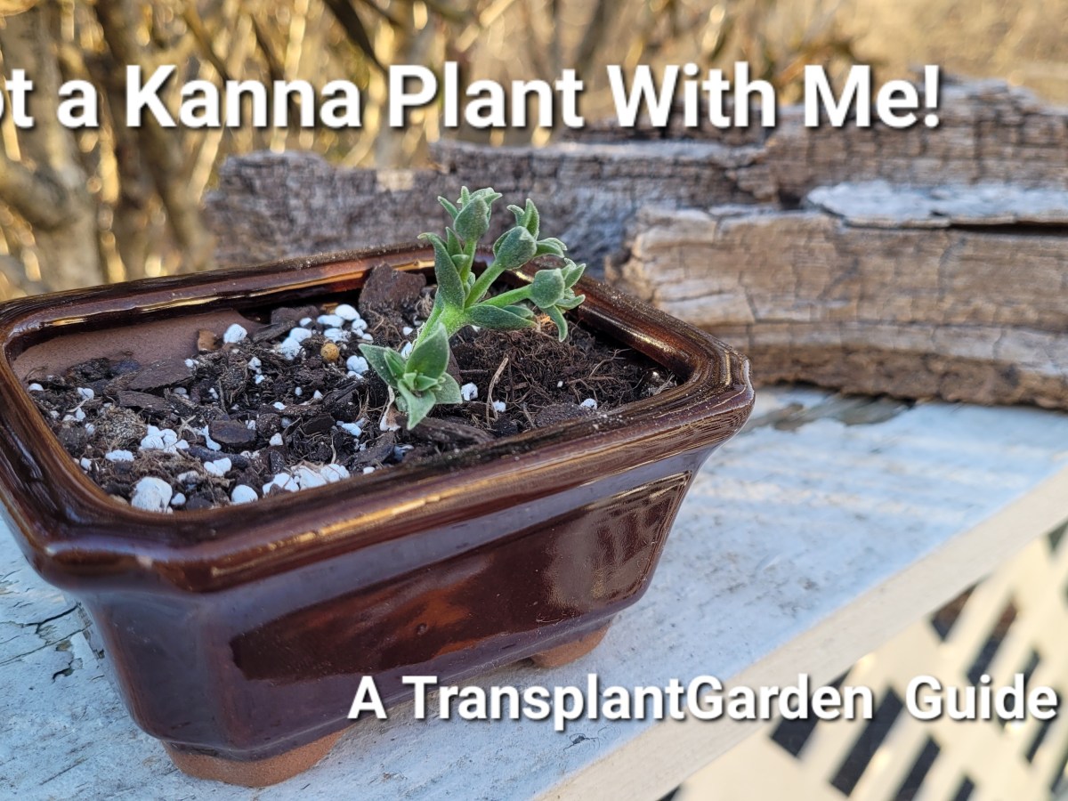 Potting Your Kanna: How To Choose a&nbsp;Container.