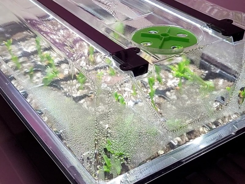 How To Root Kanna Cuttings (Humidity Dome&nbsp;Technique)