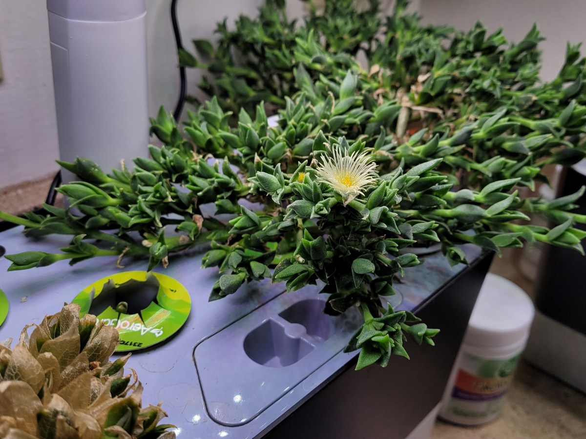 How To Grow Kanna&nbsp;Hydroponically!