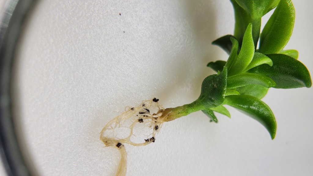 a close up of cleaned kanna roots