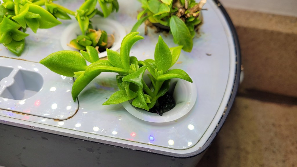 A healthy kanna growing in an aerogarden