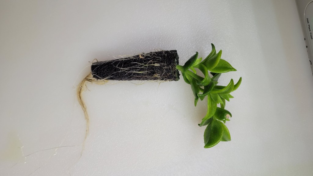 a kanna plant's root structure