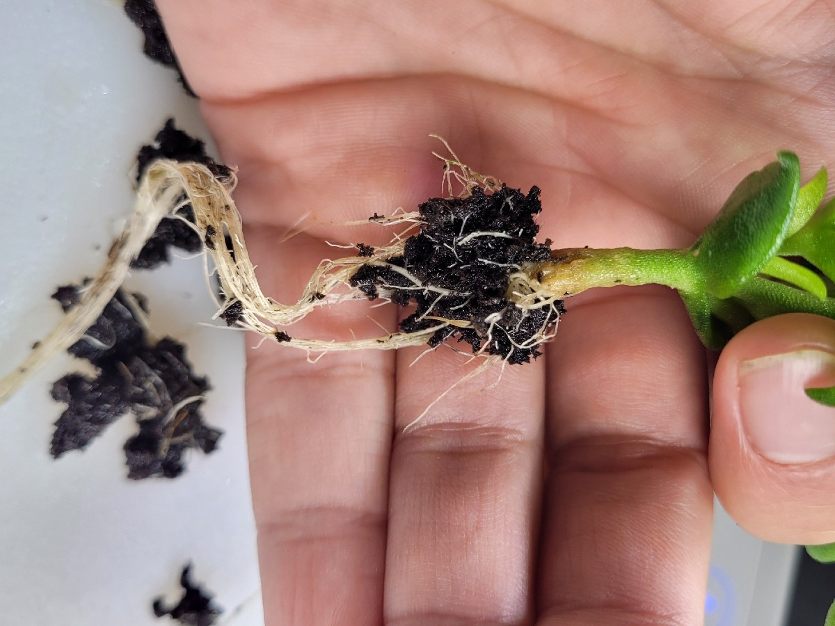 Kanna’s root structure/ Planting A Hydro Kanna in&nbsp;Soil!