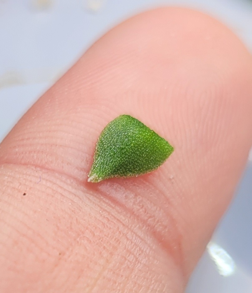 A small section of a kanna leaf on a finger