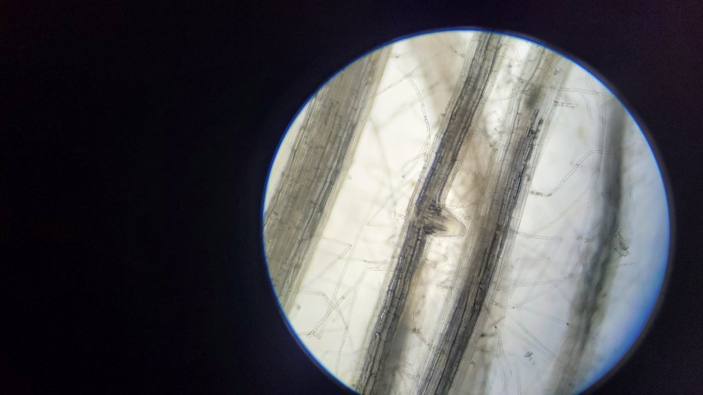 microscopic image of a kanna plant roots