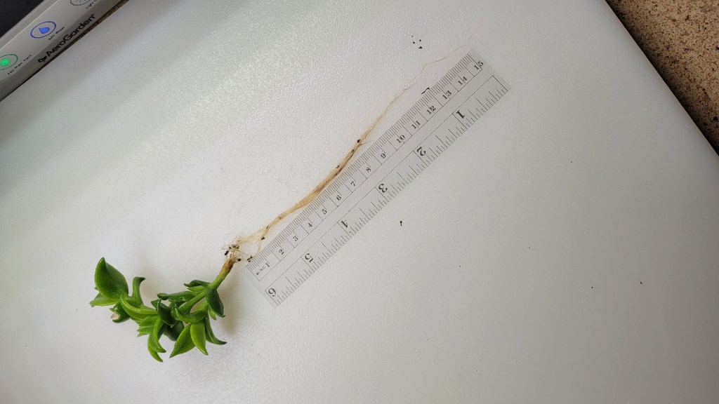 kanna plant with long roots