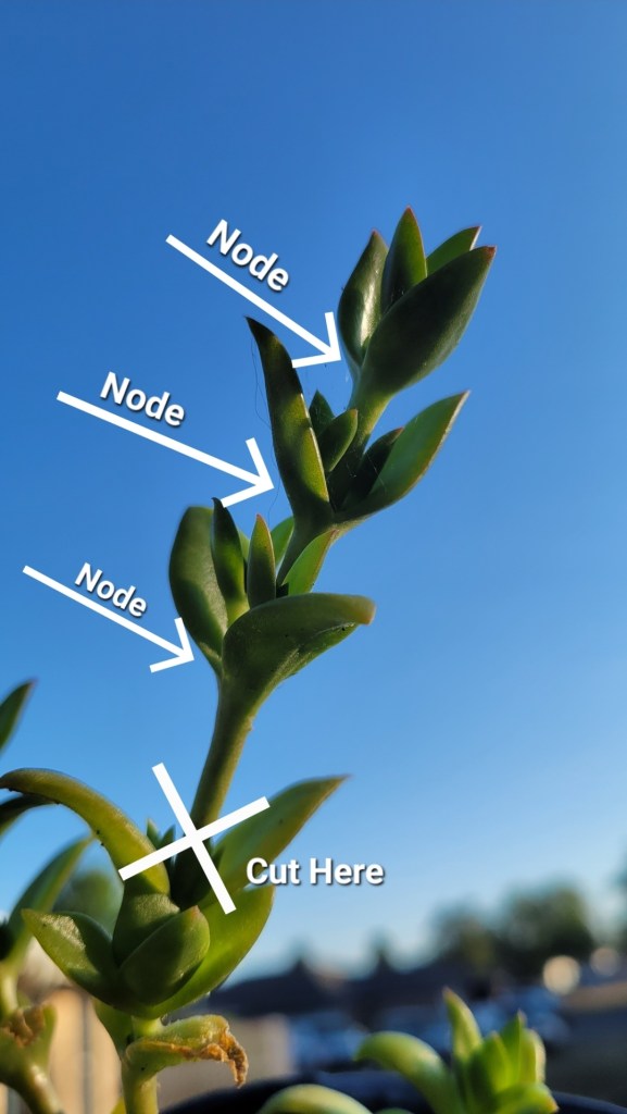 Showing where to make a Kanna cutting