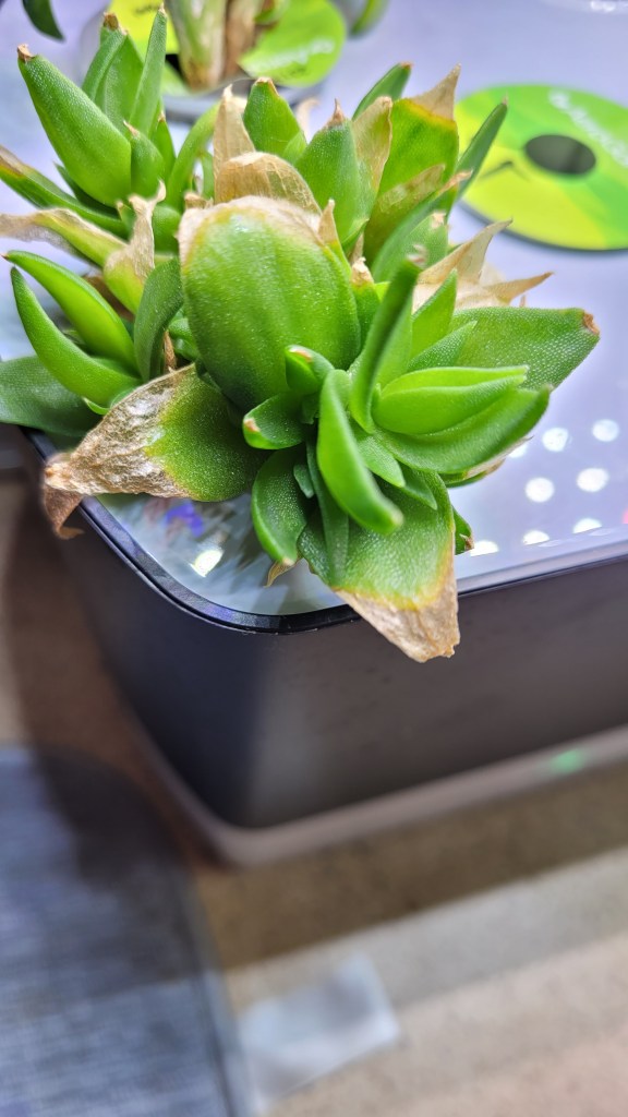 Kanna plant growing in an Aerogarden Harvest, suffering from nutrient burn