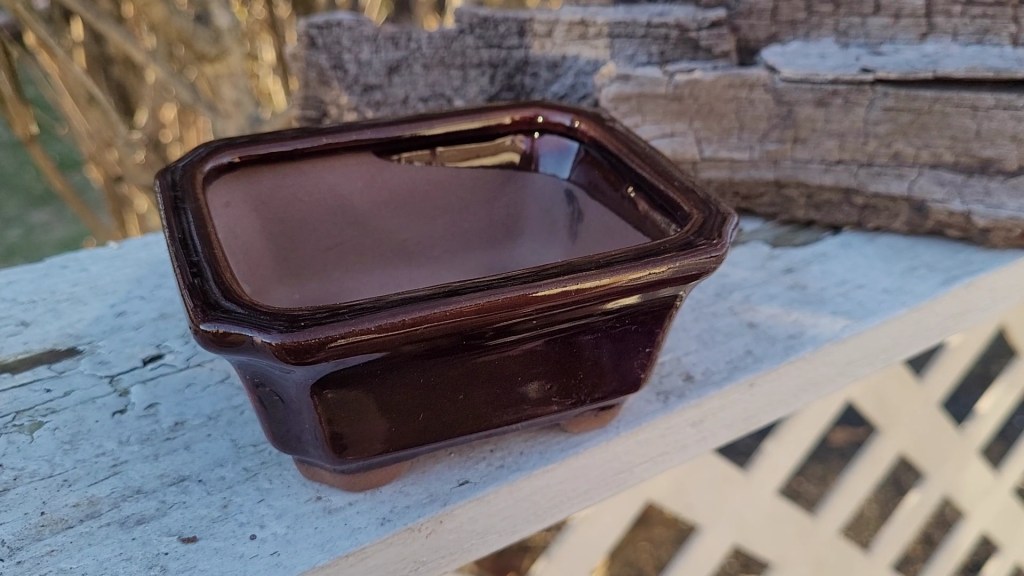 a small bonsai pot