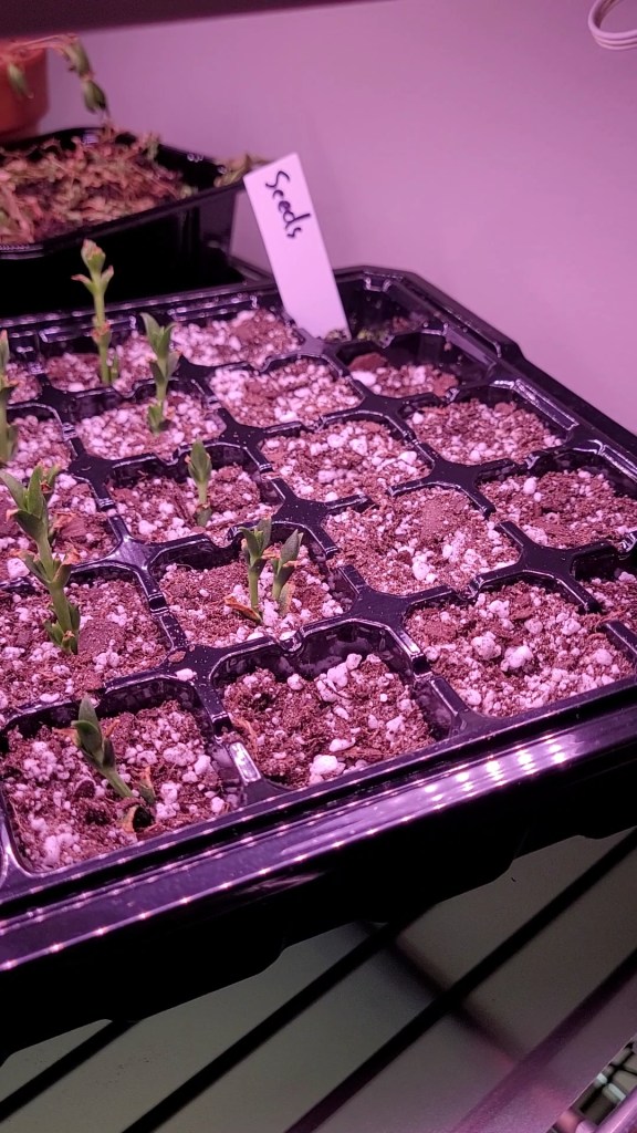 Vivosun Seed Starter Tray with plants in it