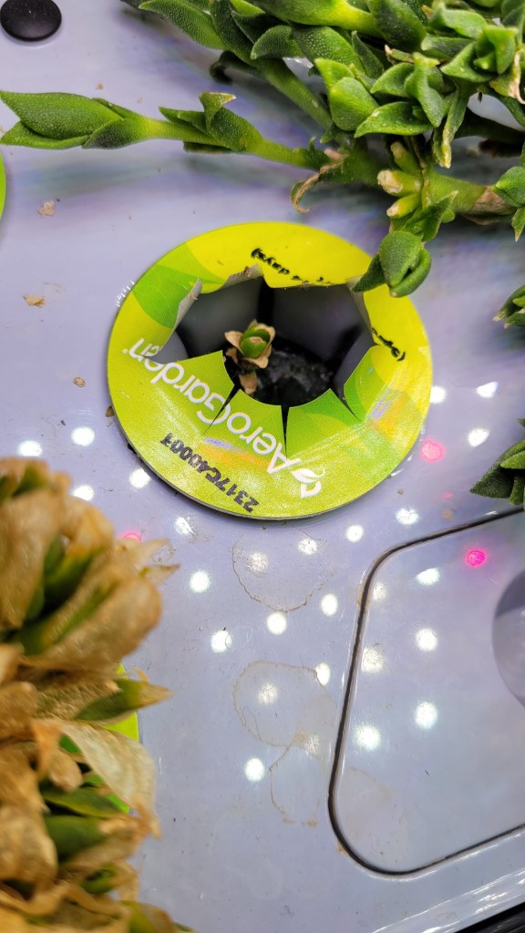 Kanna seedling in Aerogarden Harvest