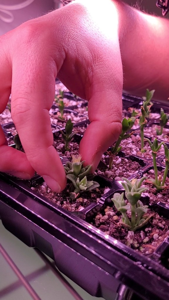 touching a kanna seedling