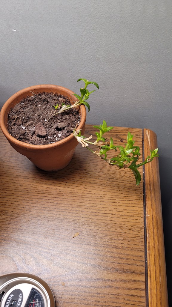 Young kanna plant growing on a desk
