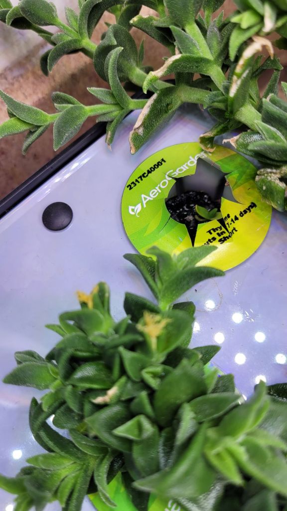 Growing kanna in an aerogarden. A kanna seedling is sprouting