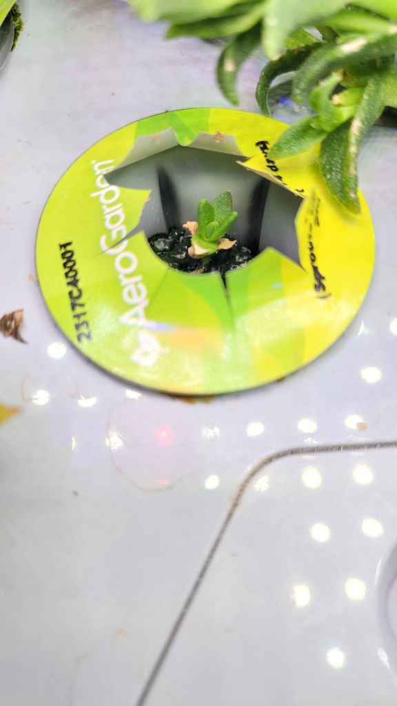 kanna seedling is growing in an aerogarden pod