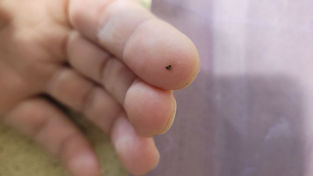 Kanna seed on a fingertip