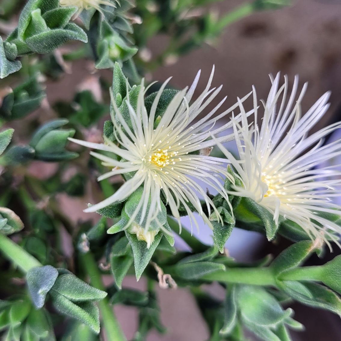 A beautiful kanna flower