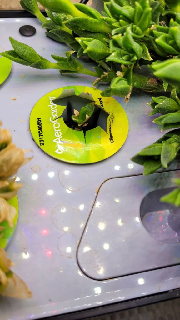 Growing a kanna seedling in an aerogarden pod. 