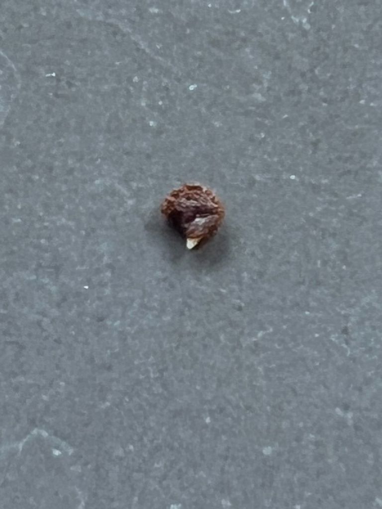 A Kanna seed with a root coming out