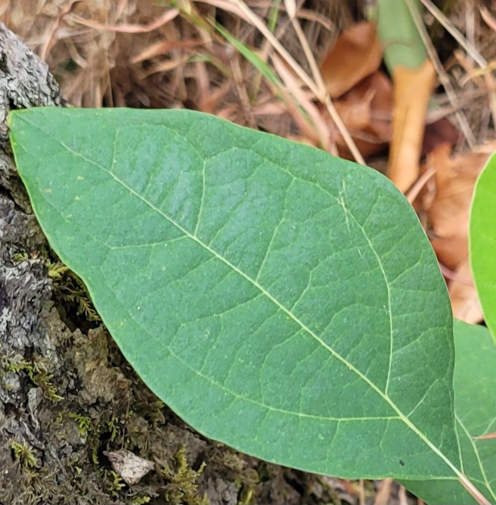 A beautiful Sassafras leaf
