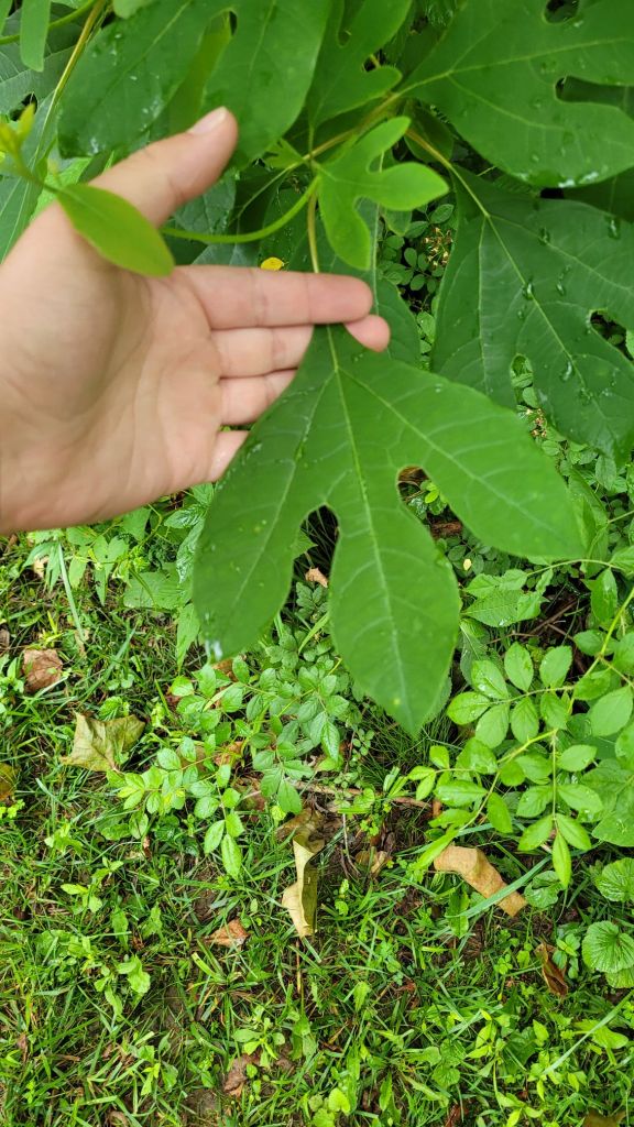 Sassafras Leaf