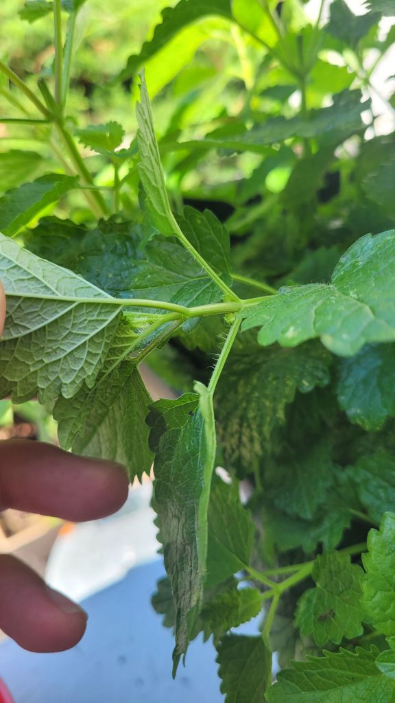 lemon balm plant 
