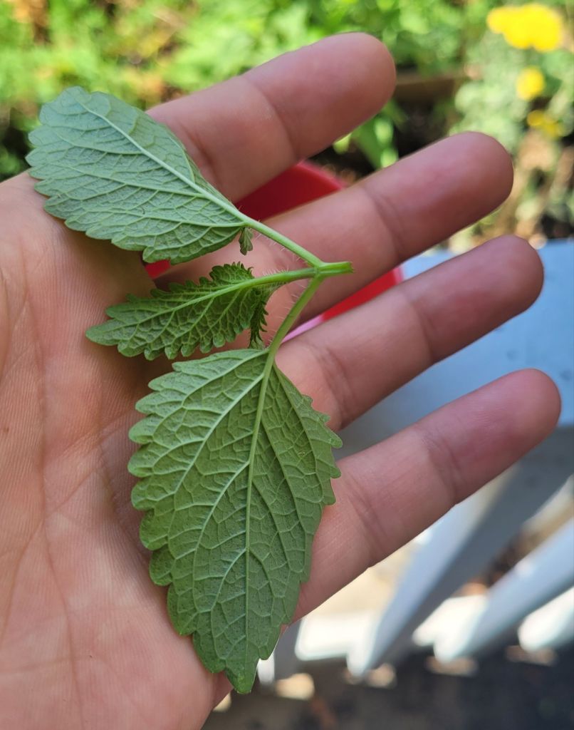 harvested lemon balm