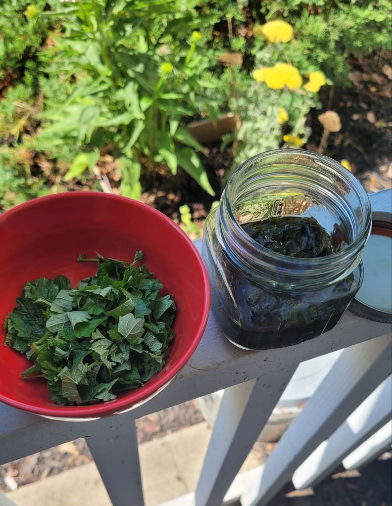 putting lemon balm herb into a jar
