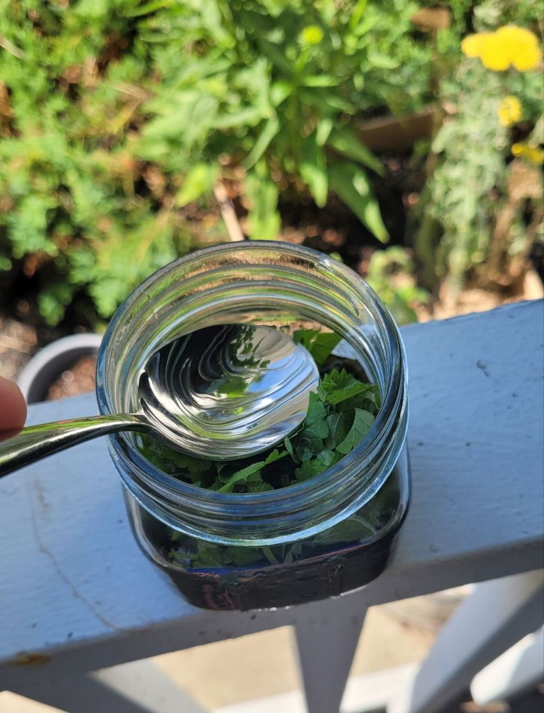 squashing lemon balm