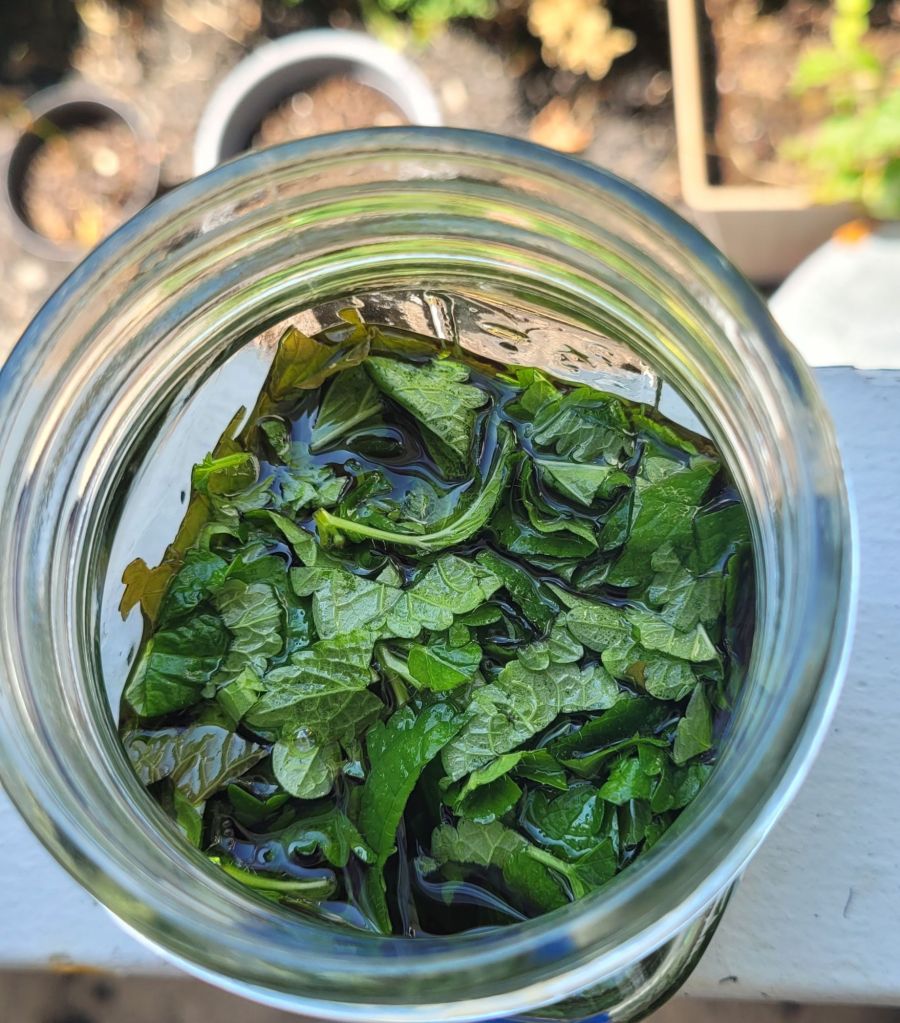 lemon balm tincture
