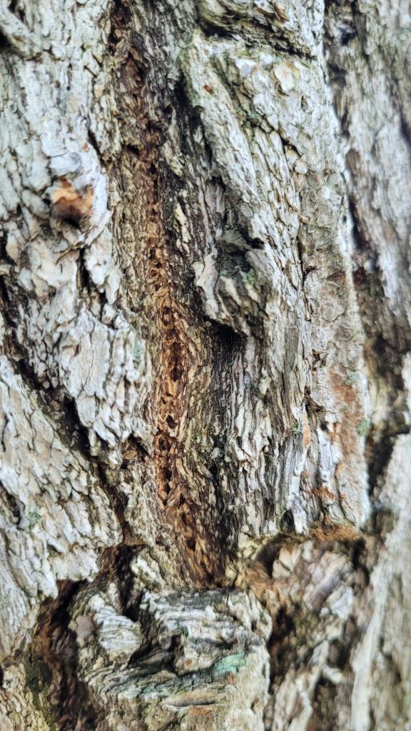 a close up image of sassafras bark