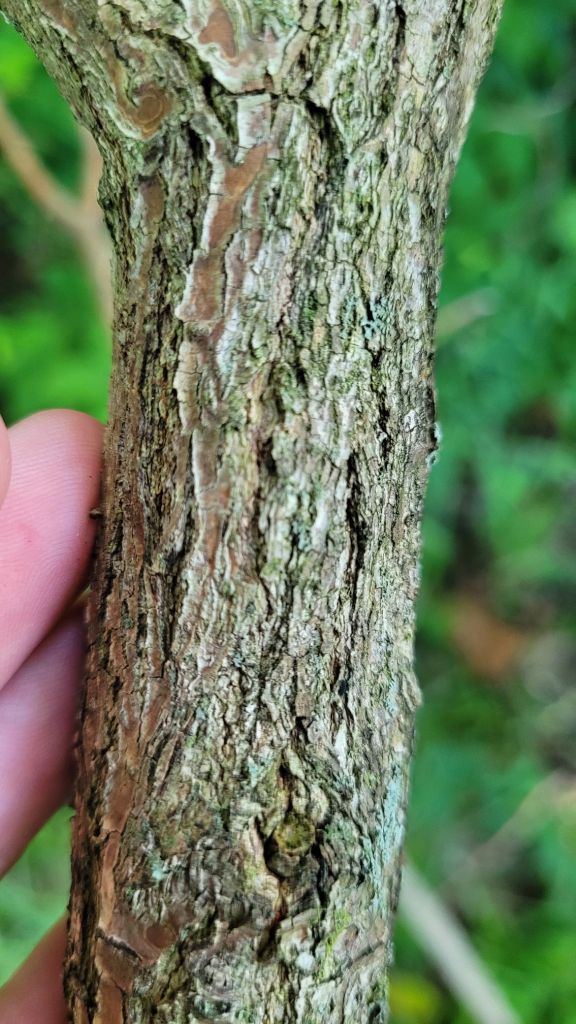 a damaged section of sassafras bark
