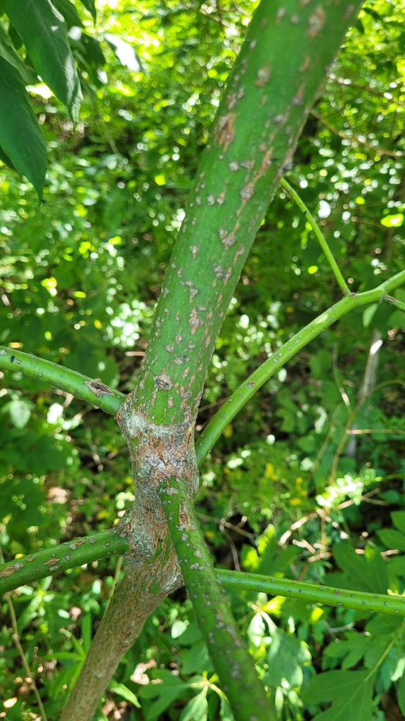 The new growth of a sassafras tree contrasted with old growth bark
