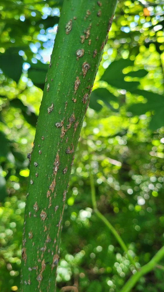 a bumpy green stick of sassafras