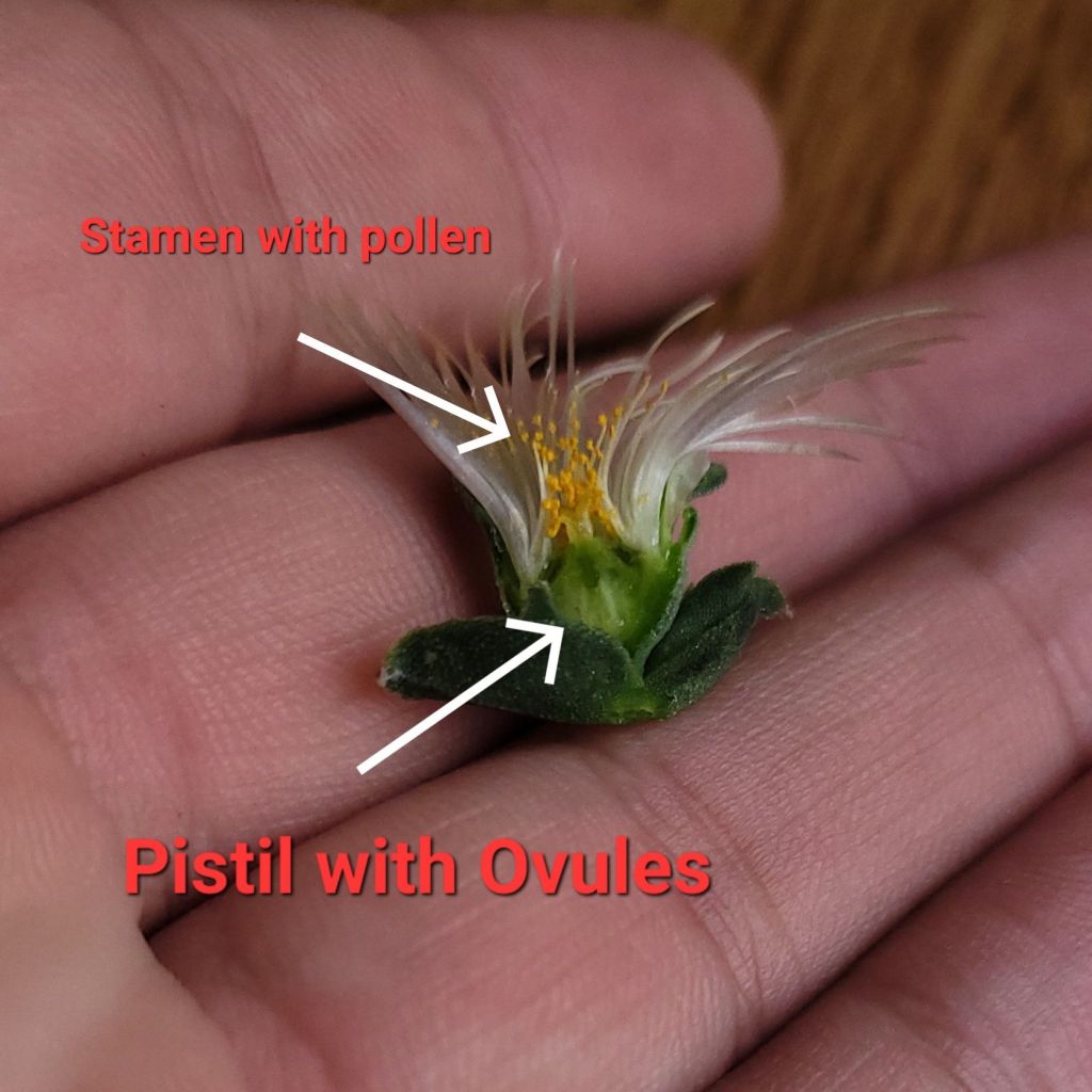 Cross section of a kanna flower